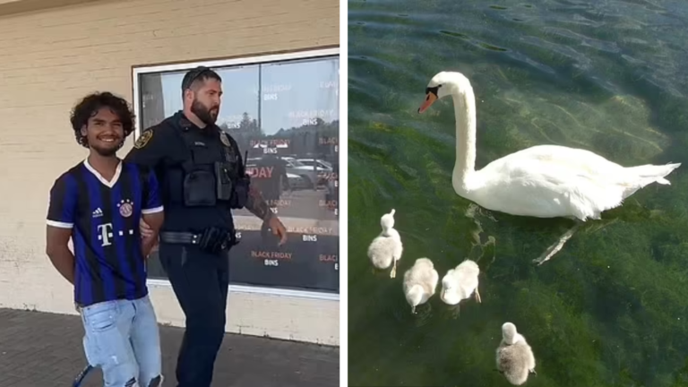 Teens Accused of Brutal Killing of Swan Mom