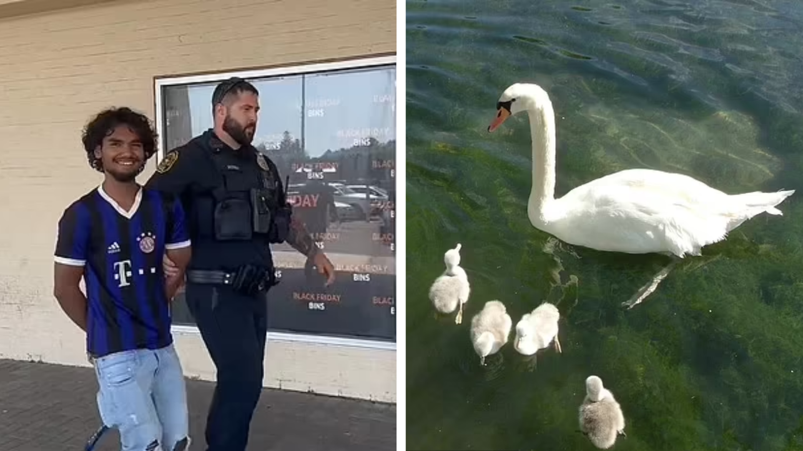 Swan killing New York