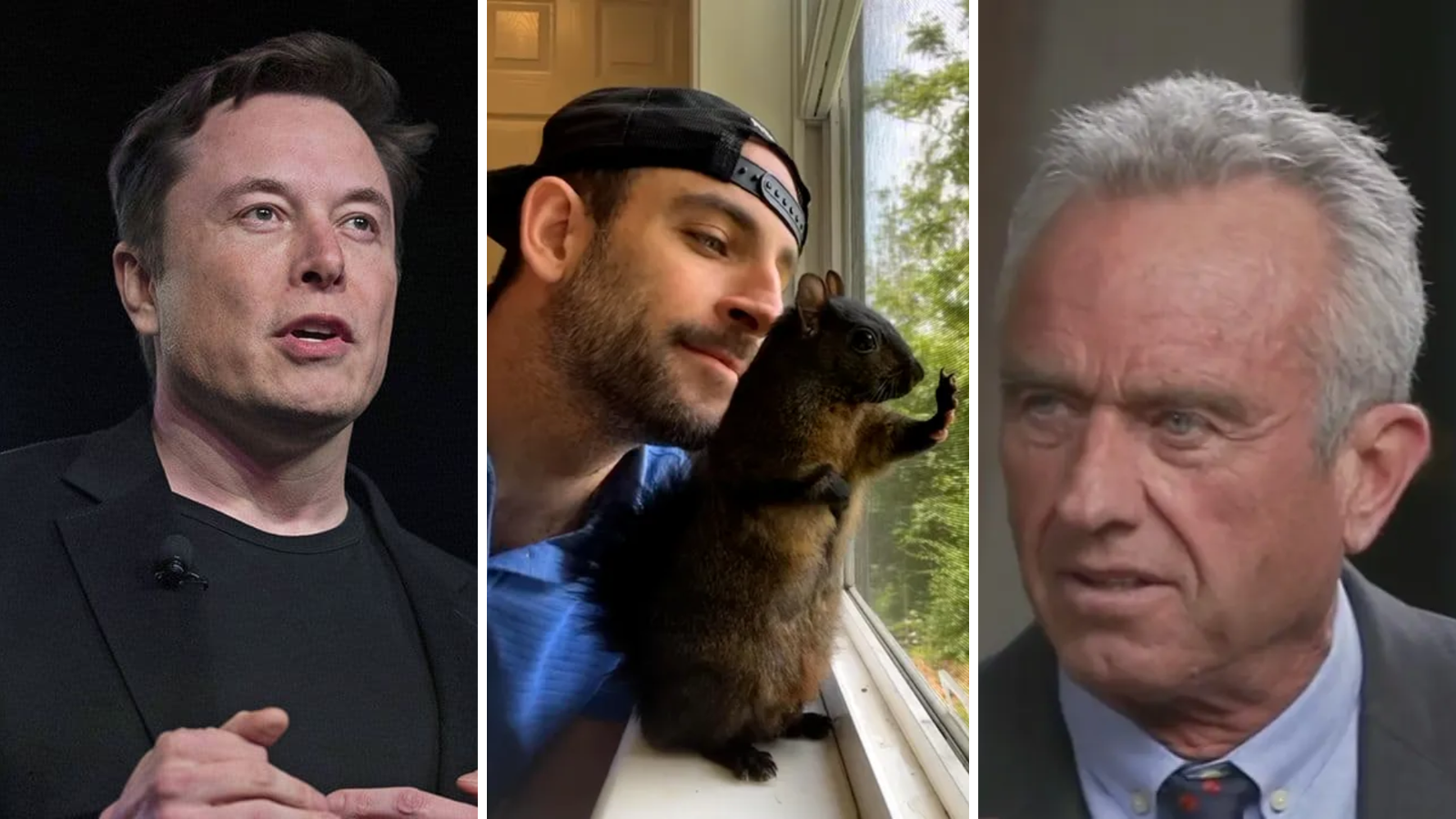 Elon Musk Peanut the squirrel