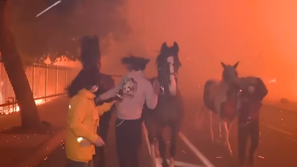 horses being rescued from Palisades